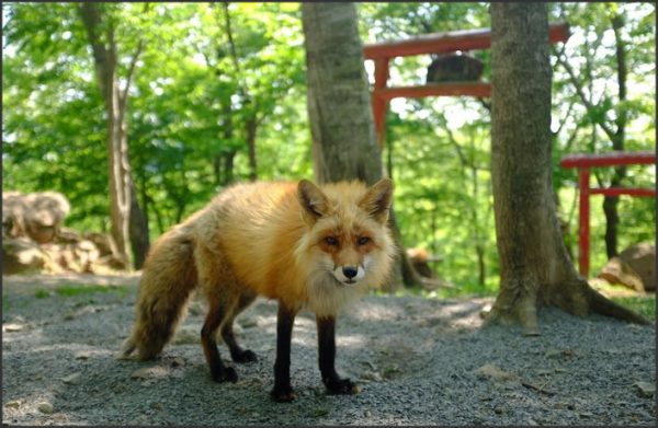 Red Fox Japanese: Learning About Japan’s Fascinating Wildlife