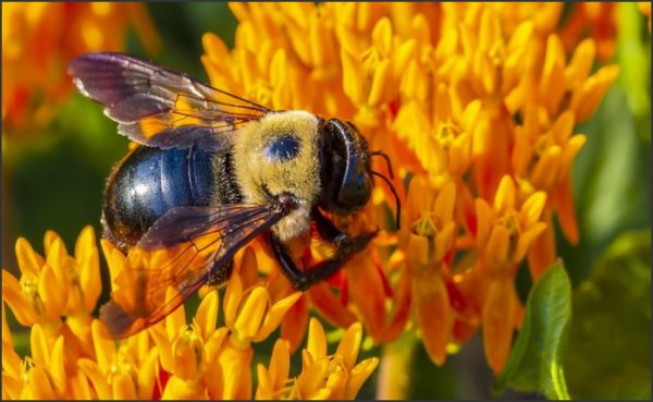 Do Carpenter Bees Sting? Facts About These Pollinators
