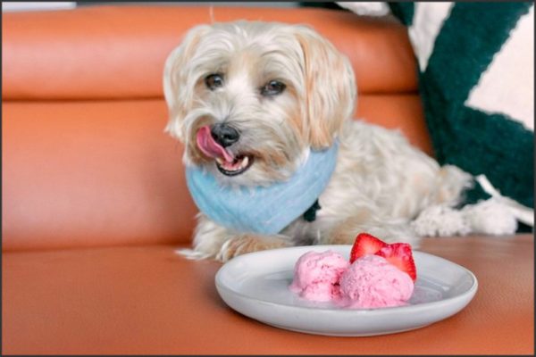 Canine Chills: Making Homemade Ice Cream for Your Dog