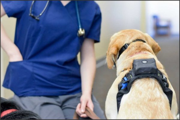 Canine Health Tracking: The Benefits of a Heart Rate Monitor for Dogs